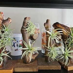 Natural Wood Air Plant Holder With Airplants